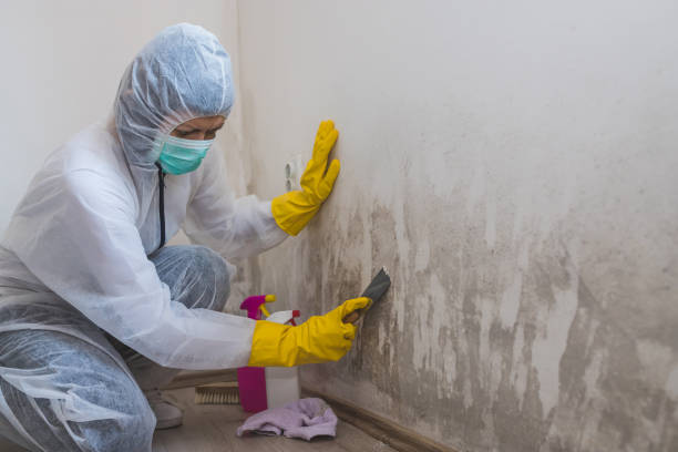 Best Mold Remediation for Healthcare Facilities  in Richardson, TX